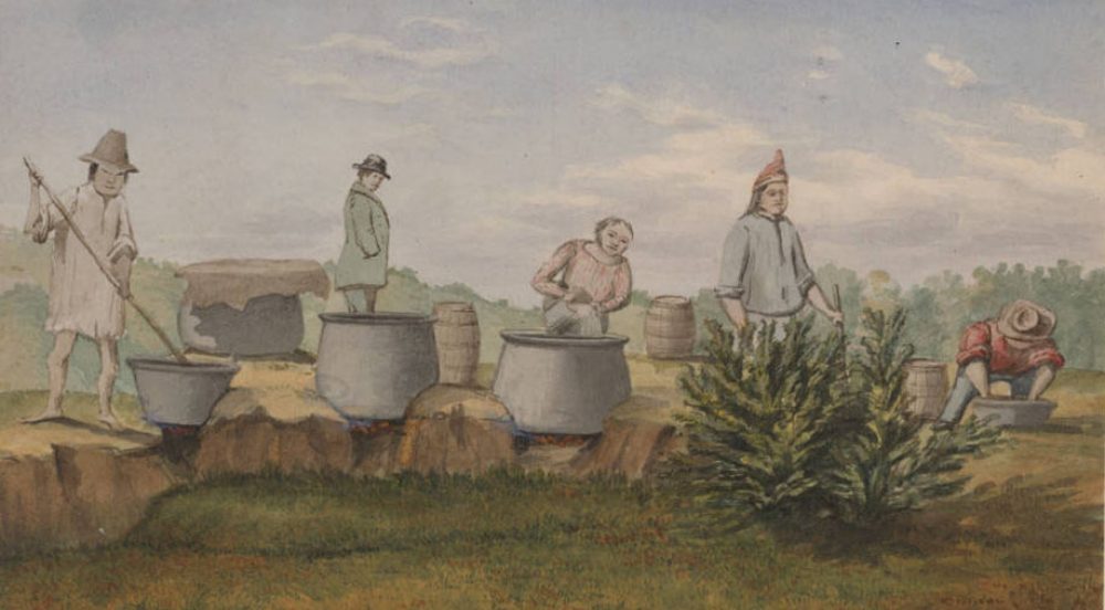 Alta California Cattle